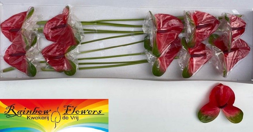 Антуриум Марс Импрувд (красно-зел.) x10, шт.