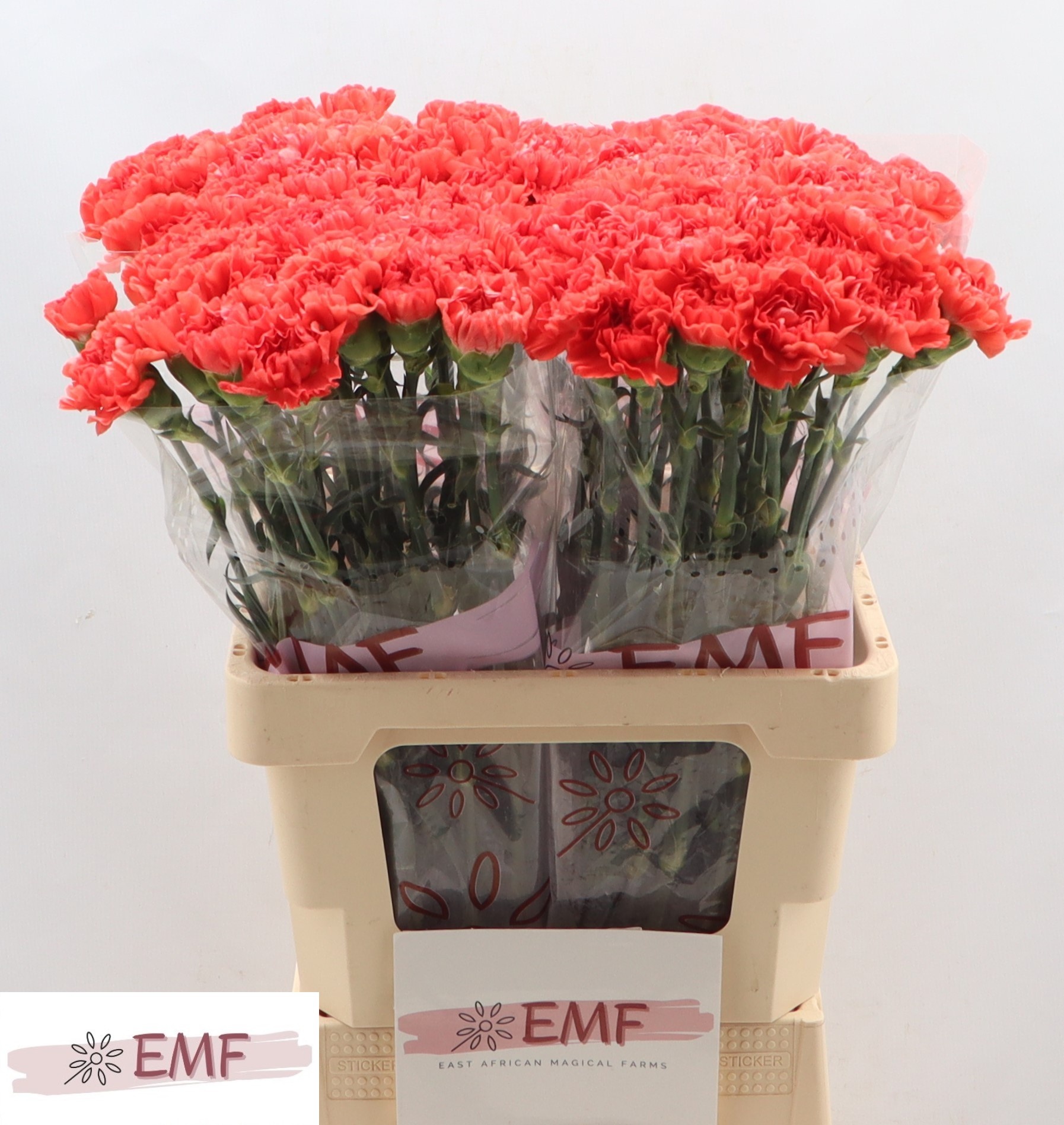 Диантус од. Каролин, шт.