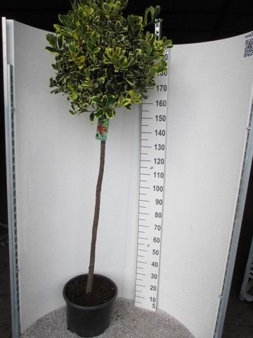 Ilex aquifolium Golden King 130-140 st. P36 kroon 40-50, D 36