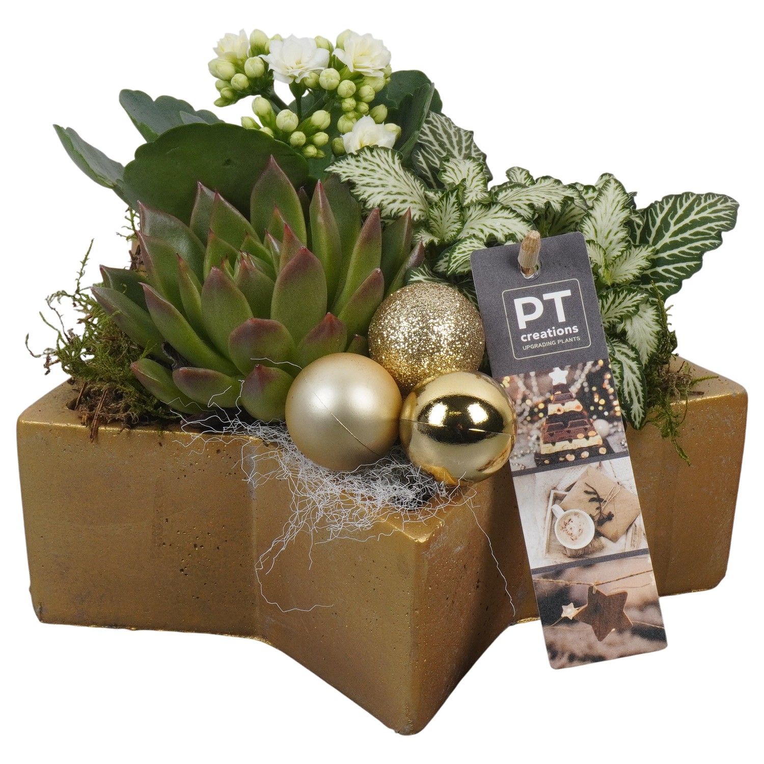 PTCHG5652 Arrangement Christmas Gold in beton pot, D 20 cm