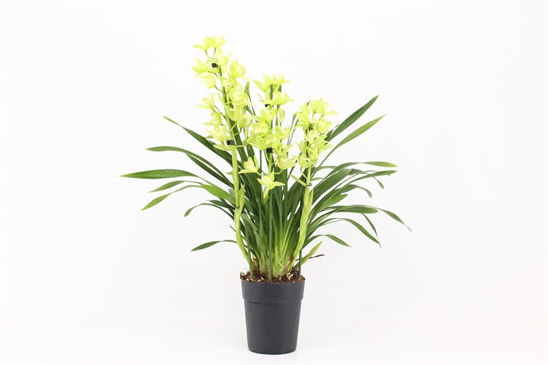 Cymbidium p14 Green Arrow 3T, D 14