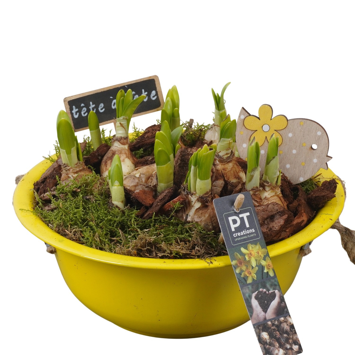 PTN8507 Arrangement Narcissus in zink schaal, D 24