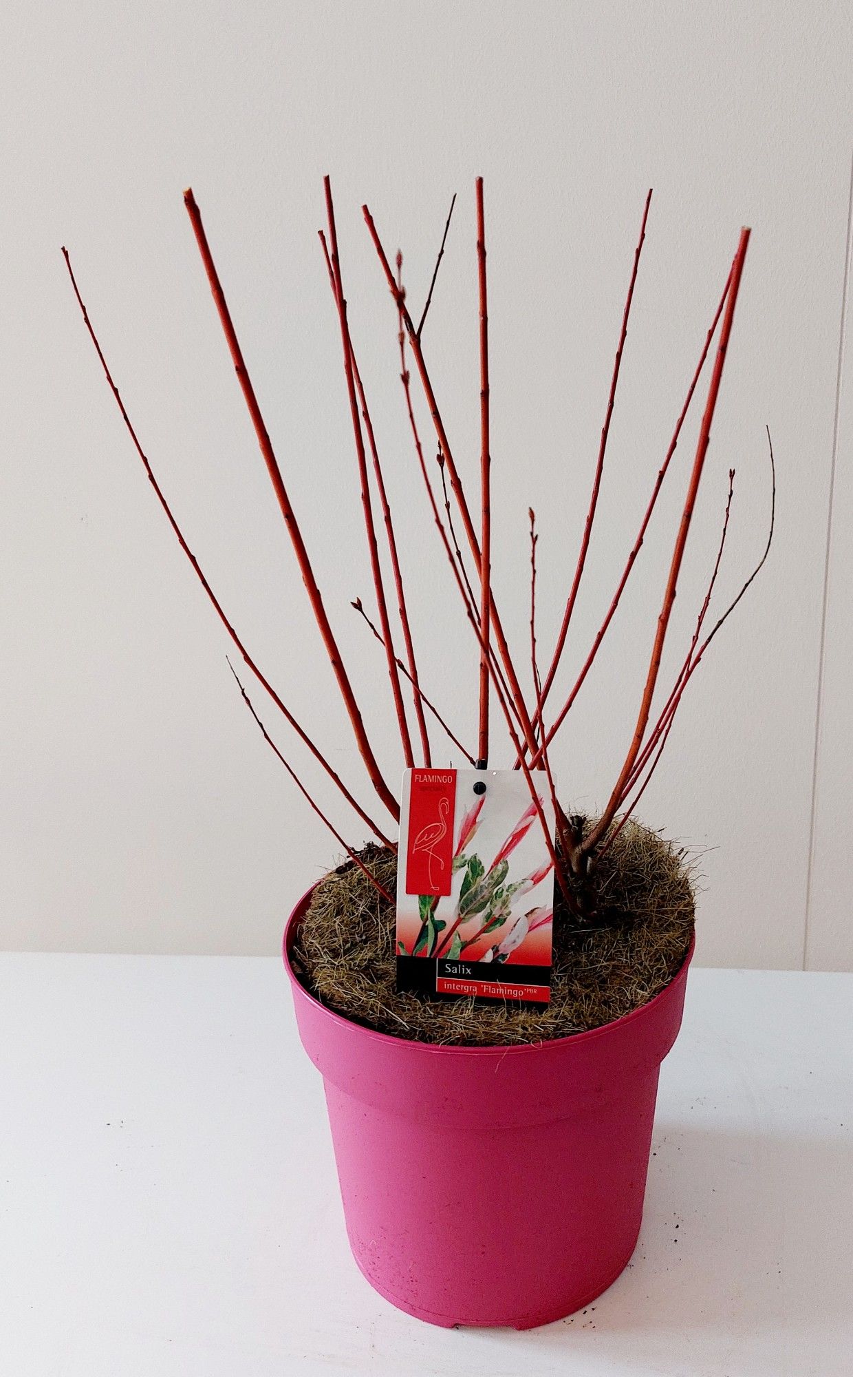 Salix Flamingo bush P19 roze pot, D 19