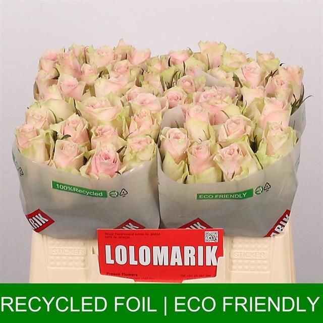 Роза од. Пинк Атена 35, шт.