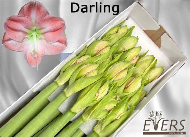 Амарилис Дарлинг (светло-роз.) x15, шт.