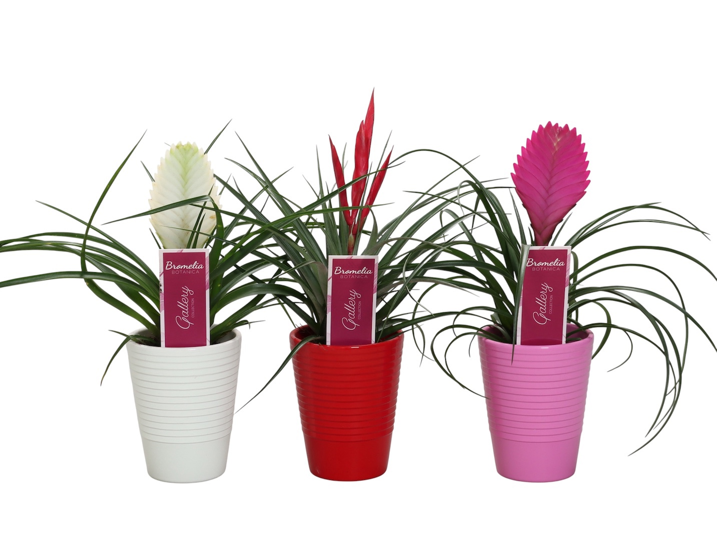 Tillandsia mix Anita Biancini Mizuki in 3kl. ribbel keramiek, D 11