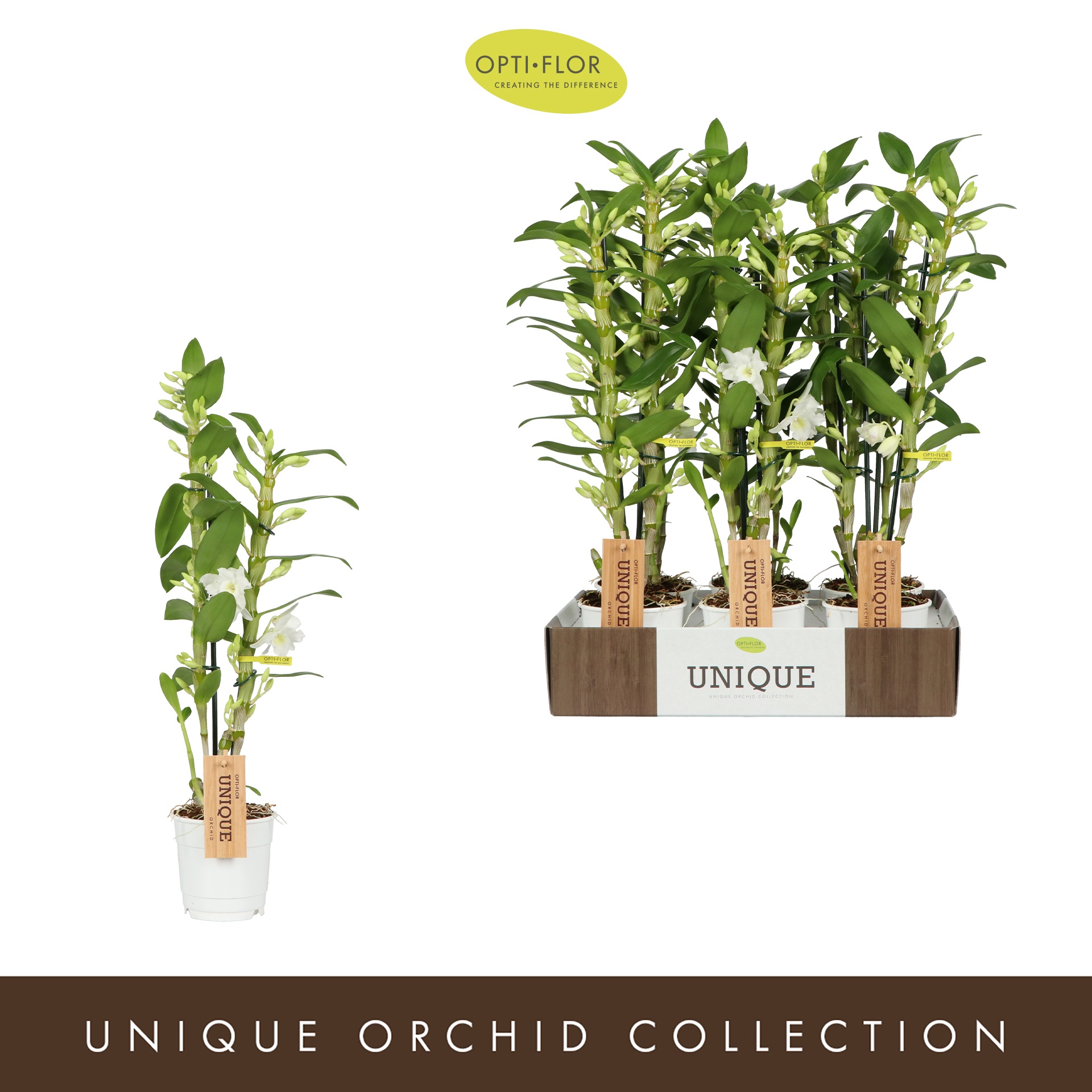 Dendrobium Nobile Apollon 2 spike, D 12 cm