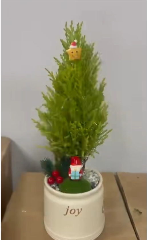 Купрессакие Кристмас Скентед Пине 10 30