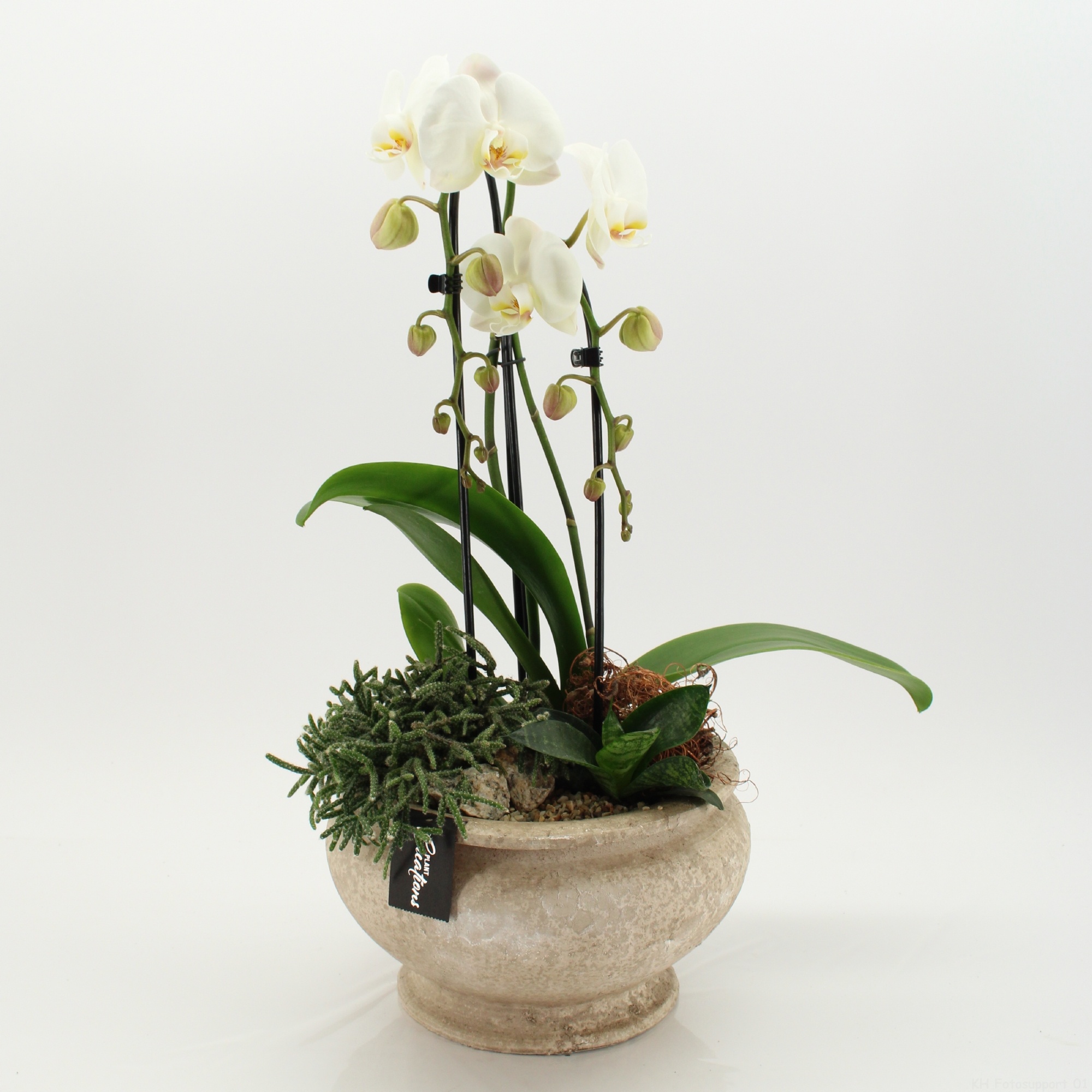 PHAL-2633 Phalaenopsis creatie, D 25