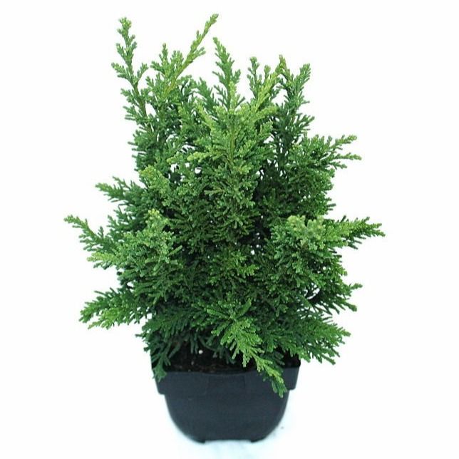 Chamaecyparis obtusa 'Draht' P17, D 17