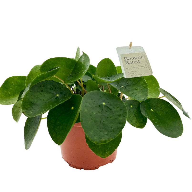 BB Pilea pepromioides P17, D 17