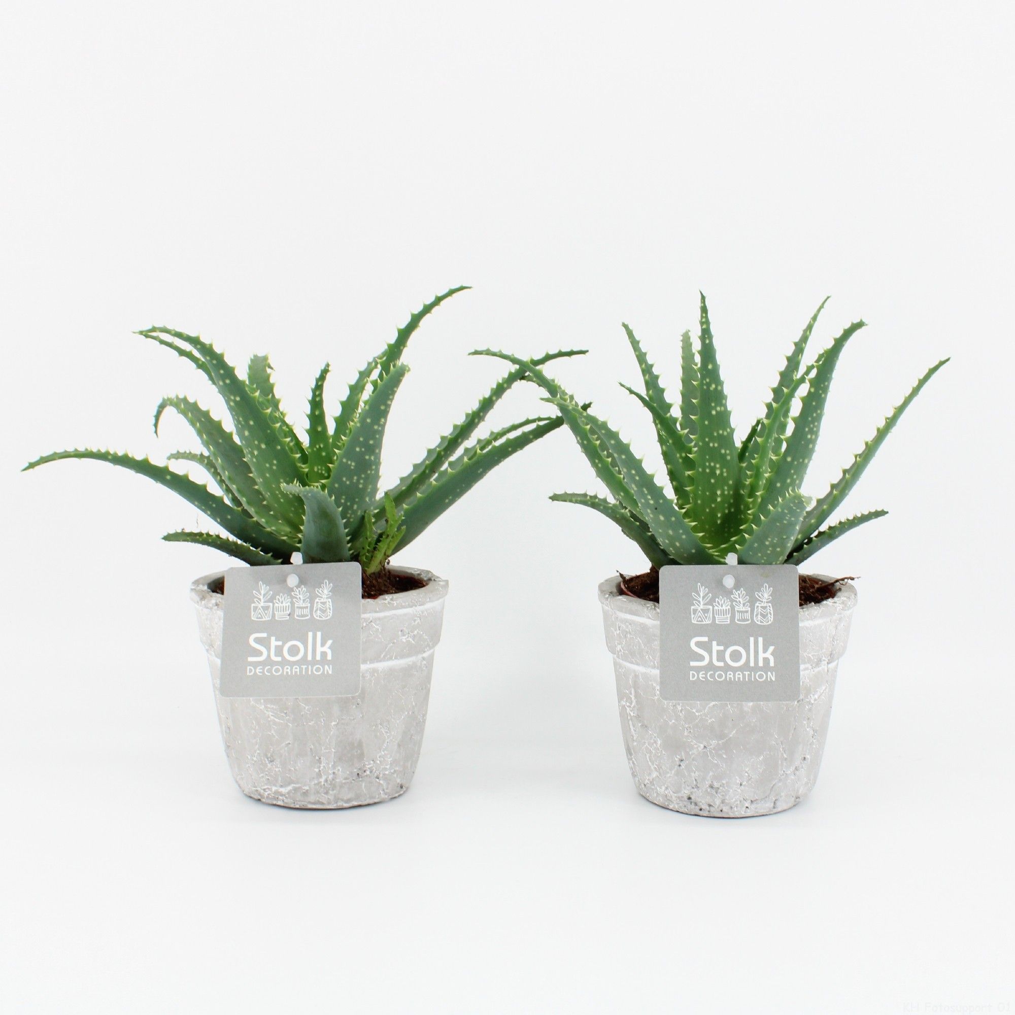 Aloe Arborescens 10,5 in stone look pot, D 11