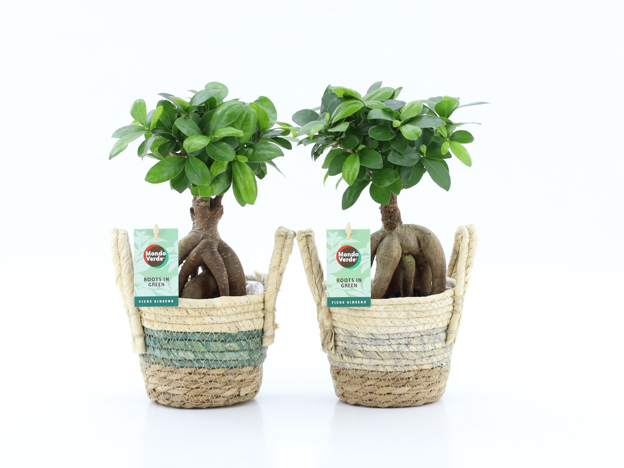 Ficus micr. Ginseng in Noah Stripe, D 14