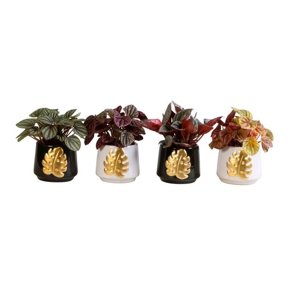 L 66162 With Peperomia Caperata Mix 6 cm, D 6 cm