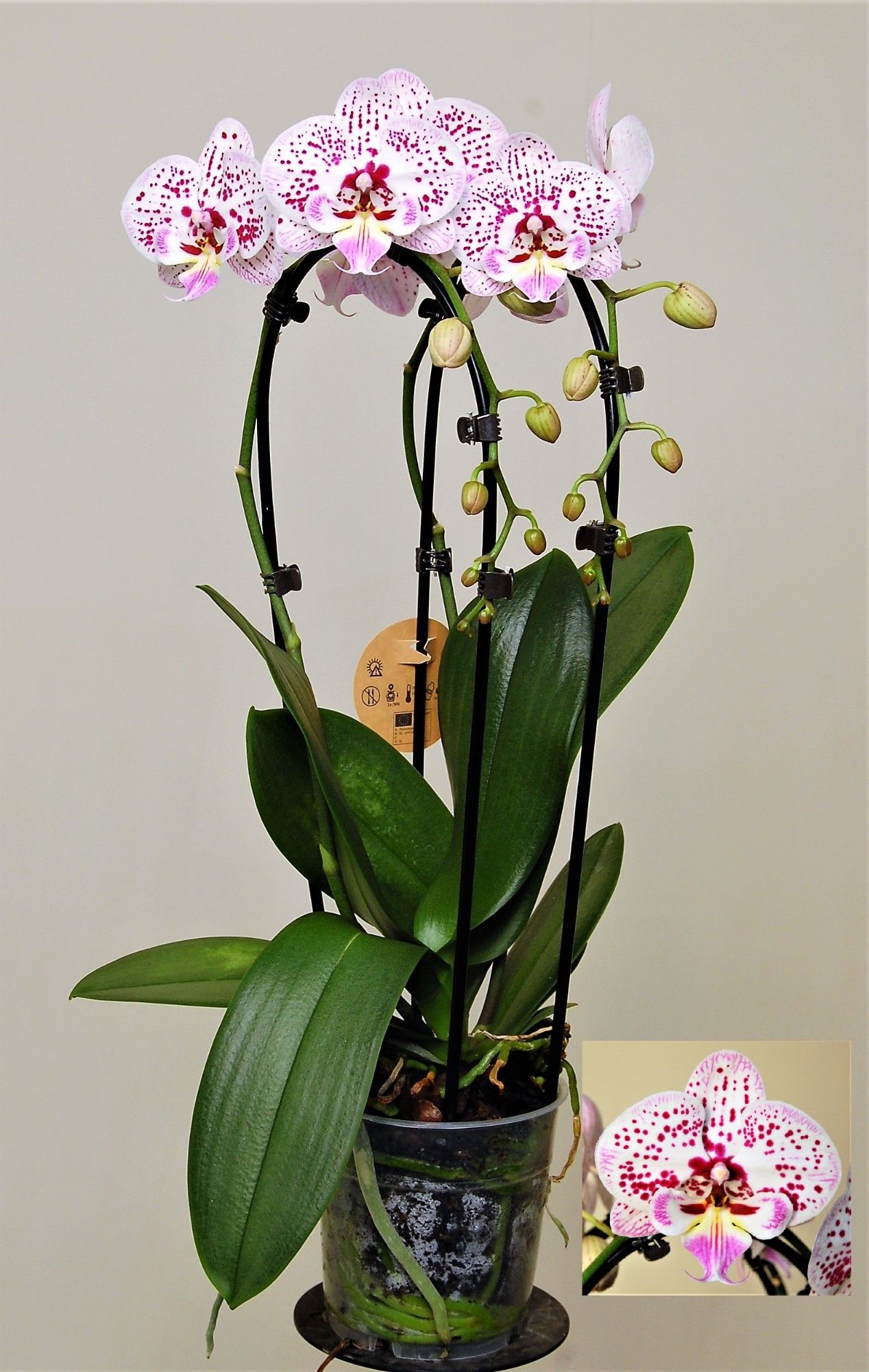 Big Lip Special "Expression" 2 Tak cascade, D 12