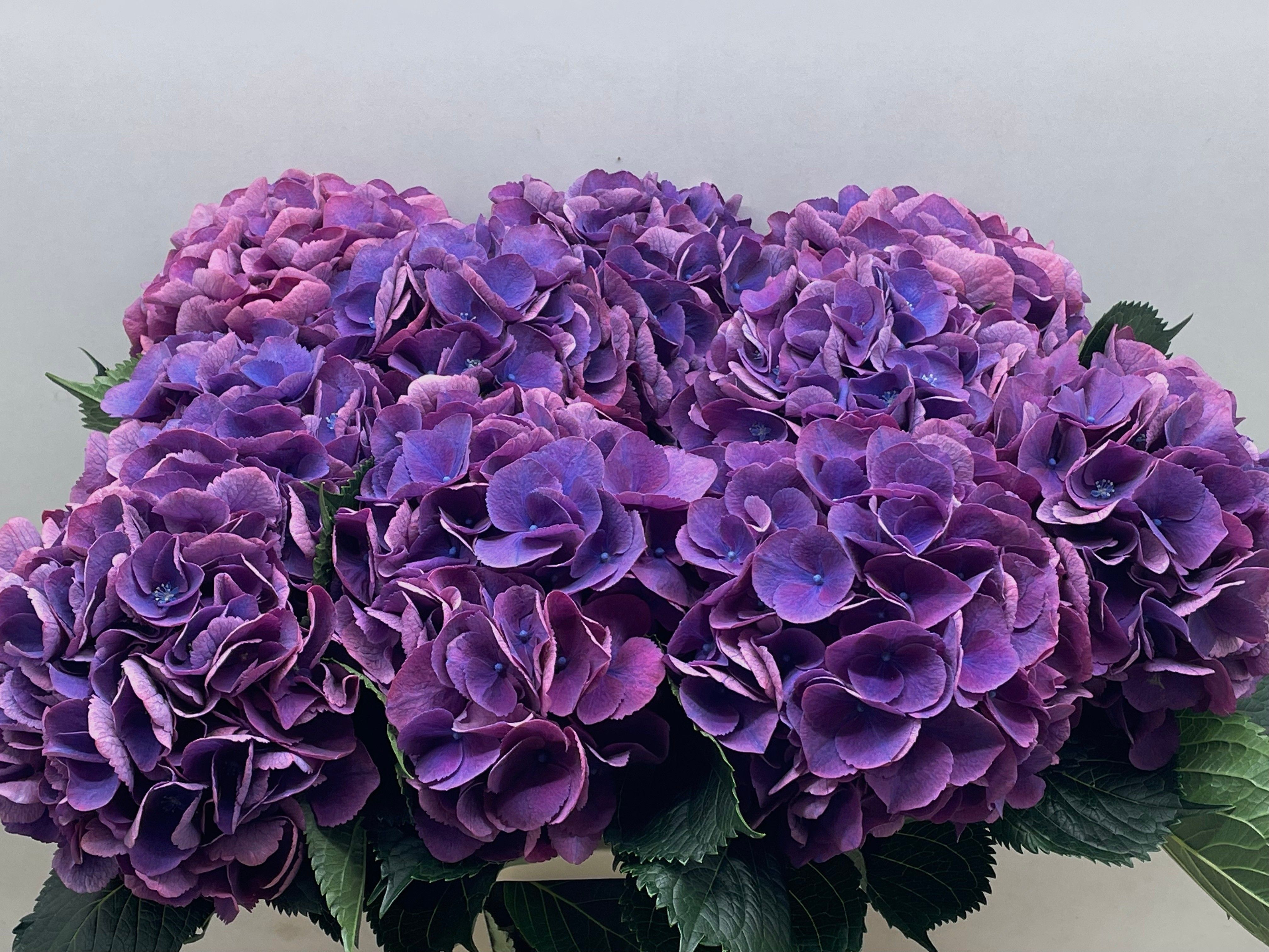 Гортензия Роял Опера 60, шт. Гортензия Роял Опера 60, шт.