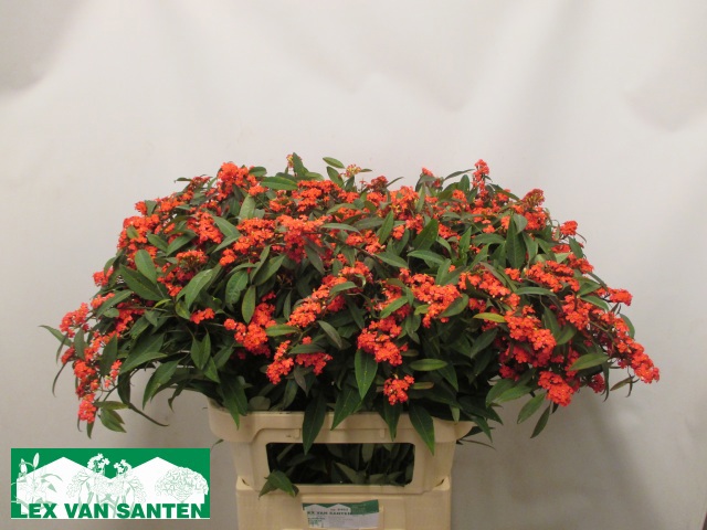 Эуфорбия куст. Мариелль 80, шт.