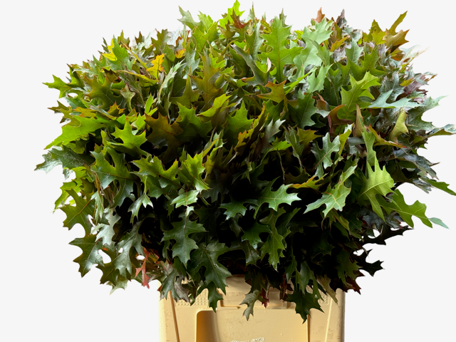 Кверкус Палюстрис 70, шт.