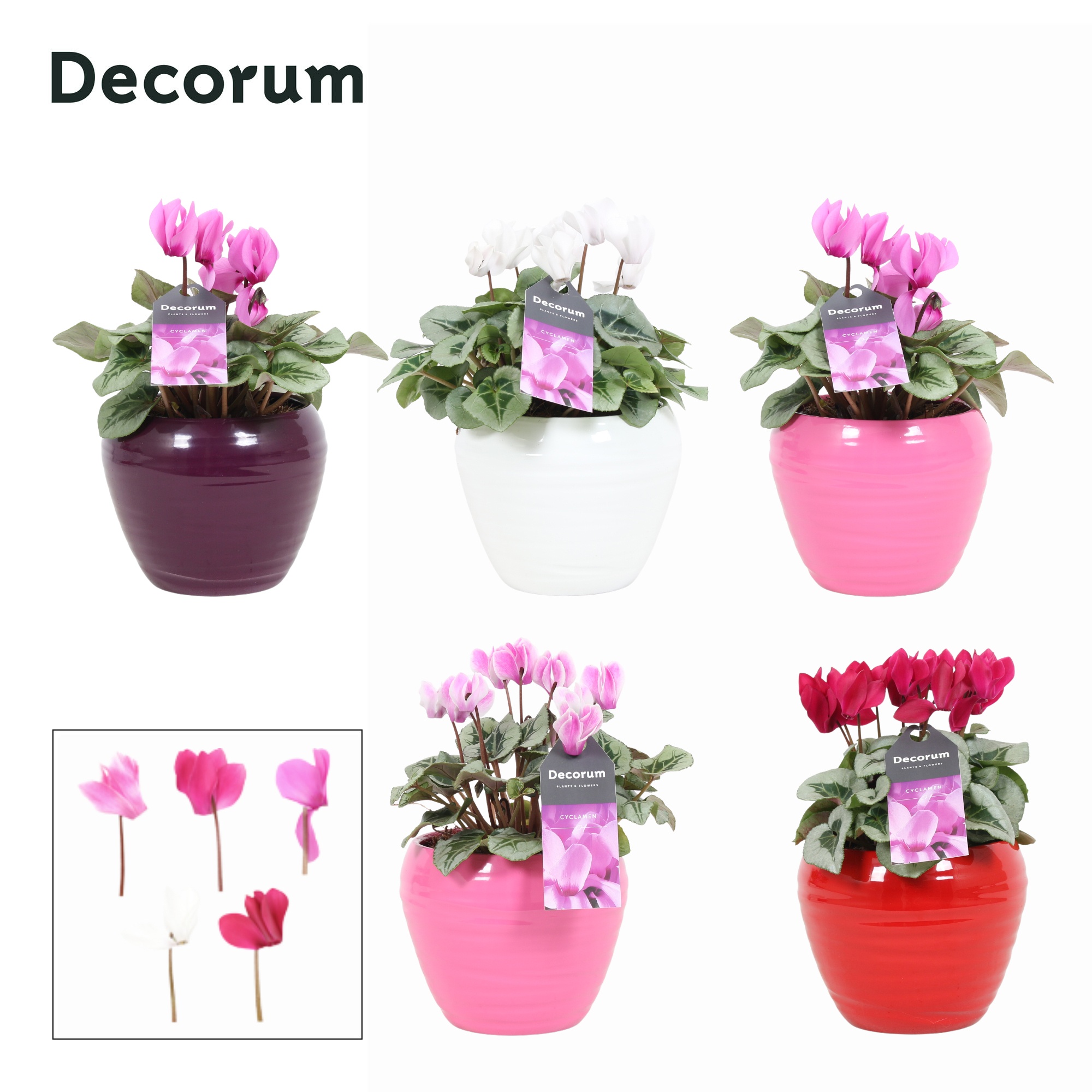 Cyclaam Magical Feelings in ompot Melanie (Decorum), D 12 cm