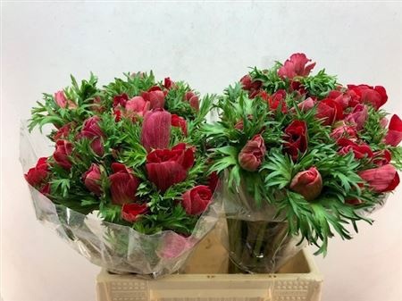 Анемон Галил Рэд 45 (красн.), шт.