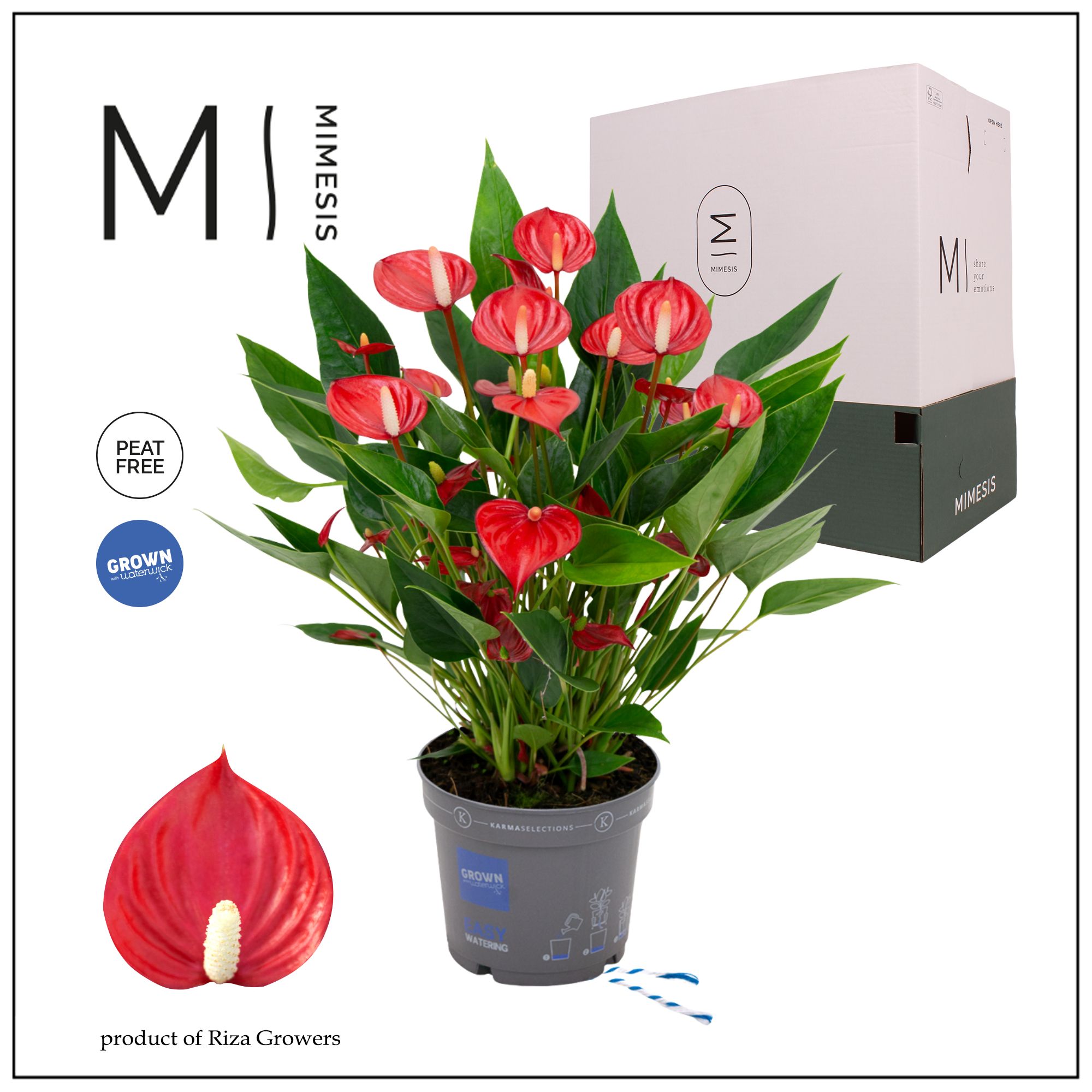 Mimesis Anthurium KARMA Million - 12cm, D 12
