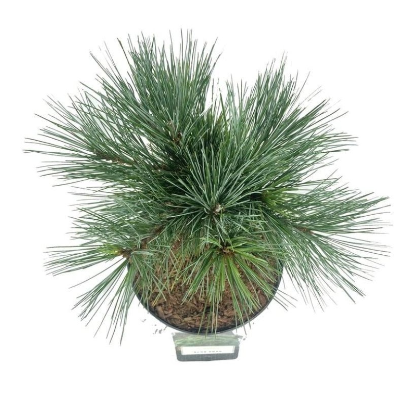 Pinus strobus 'Blue Shag', D 18