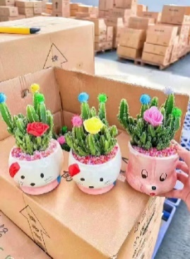 кактус Сингл Сплике Тен Таусанд Маунтаинс 圆瓷盆 20