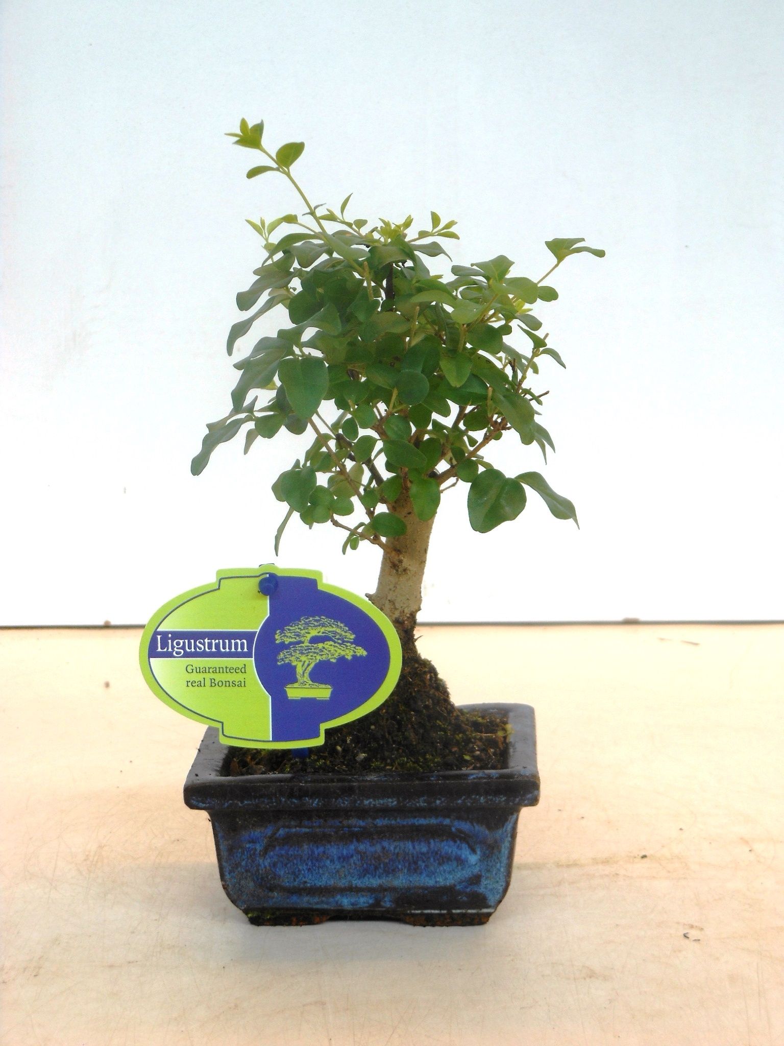 Ligustrum sinensis, 12cm., broom, without drip tray, D 12