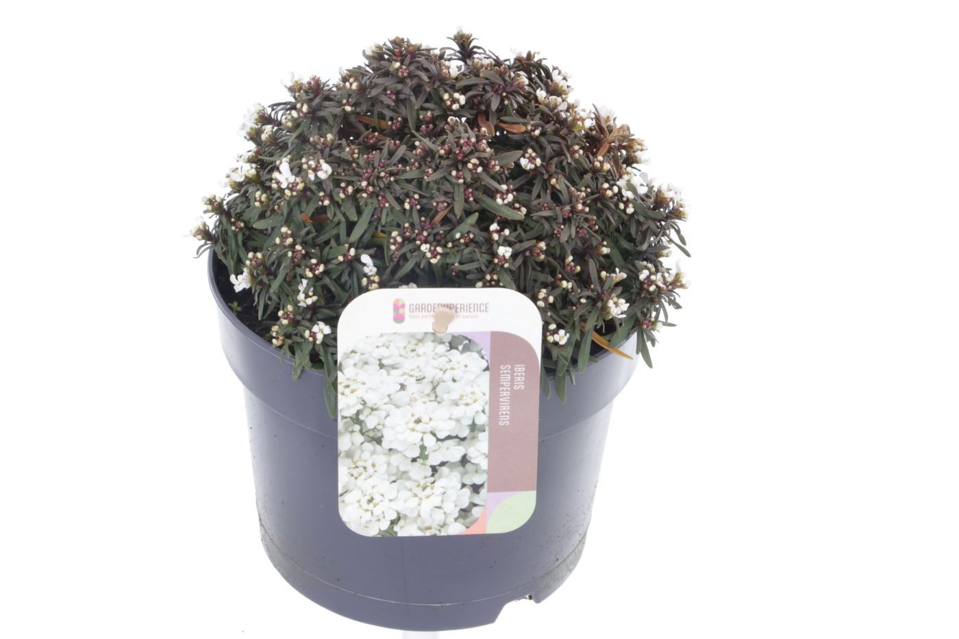 Iberis sempervirens Snow Cone, D 17