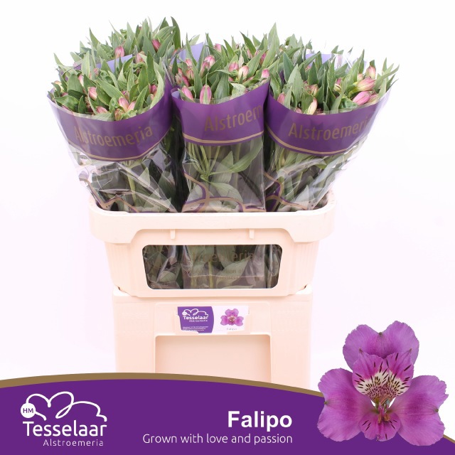 Альстромерия Фалипо (фиолет.), шт.