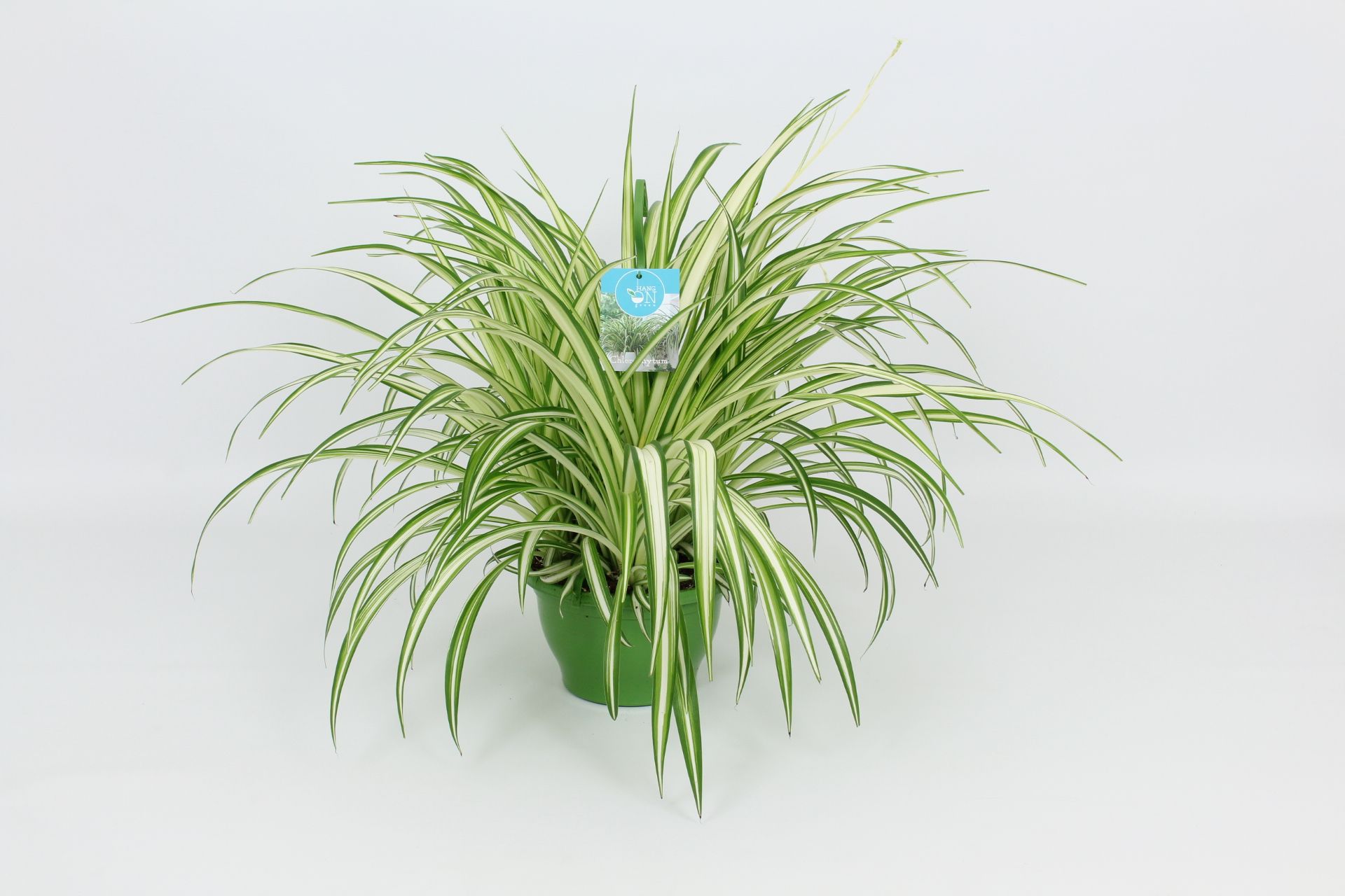 HangonGreen Chlorophytum Vitatum 21 cm, D 21