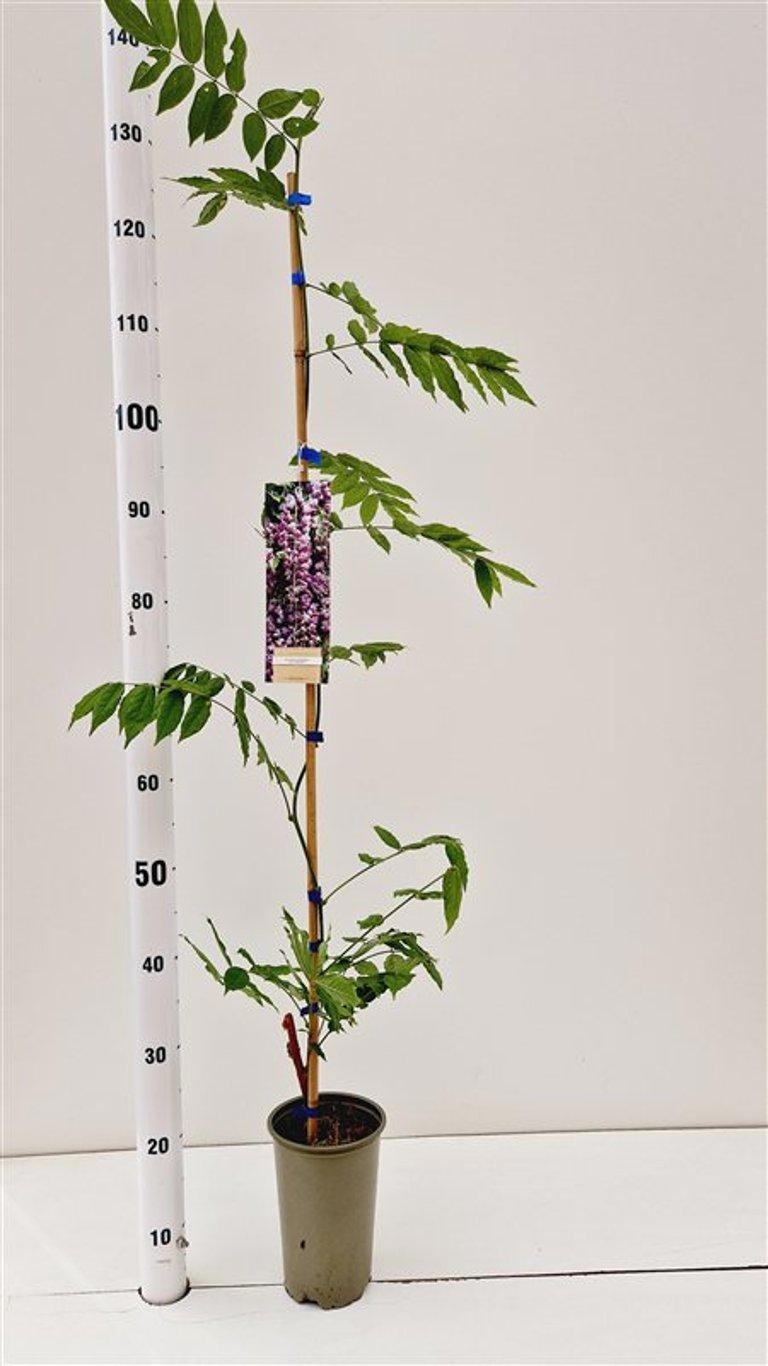 Wisteria formosa 'Issai Perfect' - gestokt, D 14 cm
