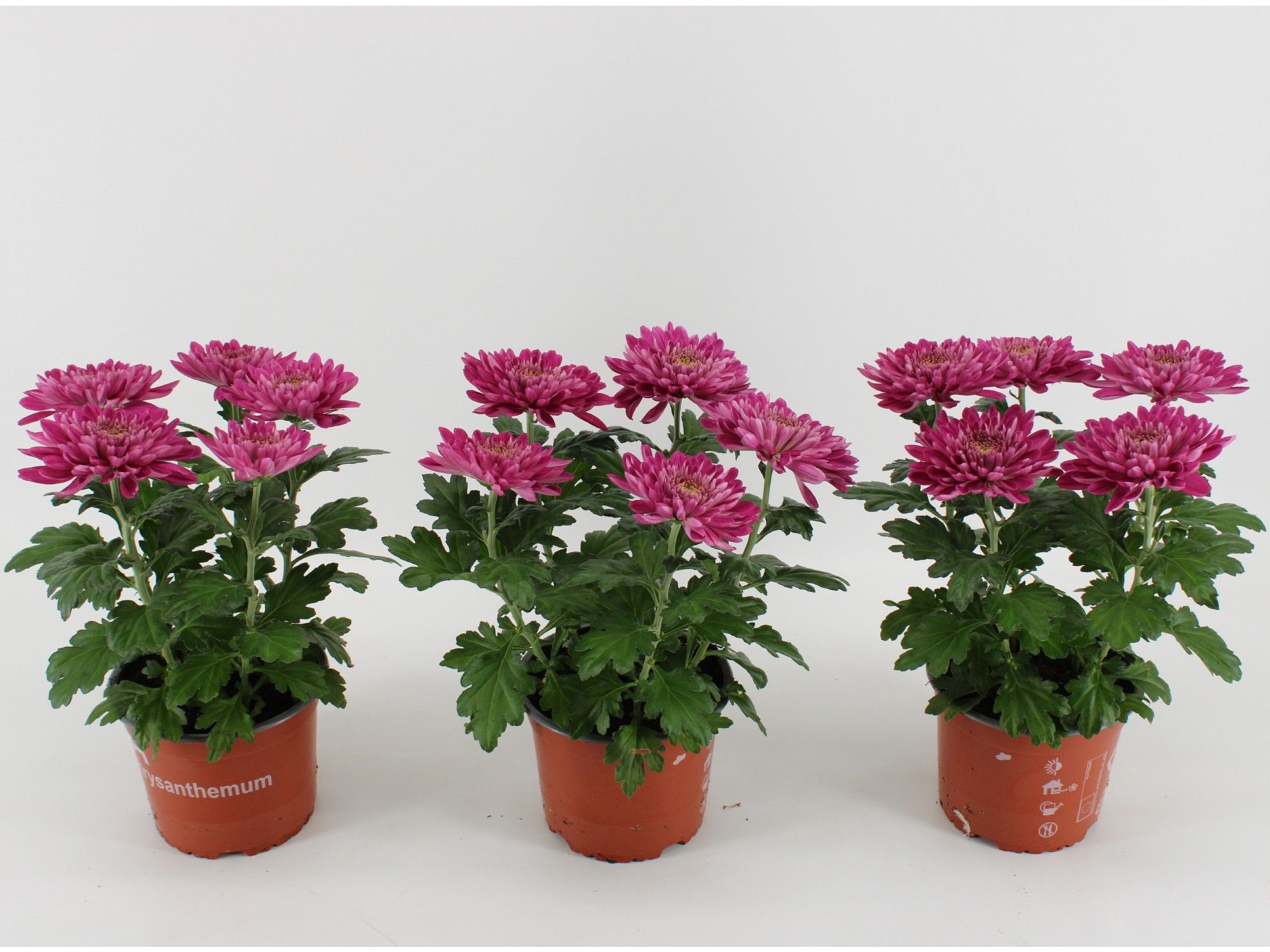 Chrysant Zembla Desna, D 15