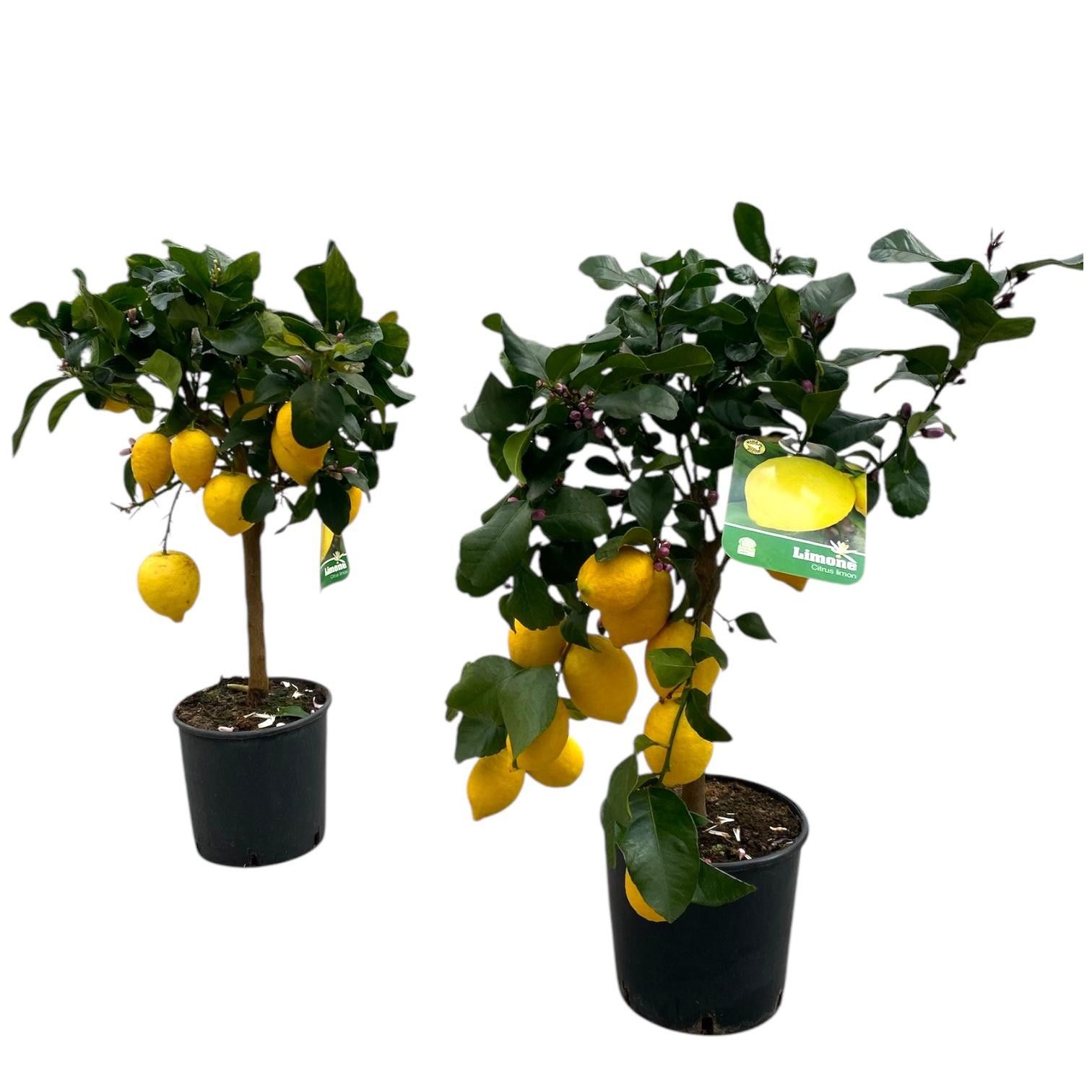 Citrus Lemon "op stam" - 5/6 vruchten, D 21
