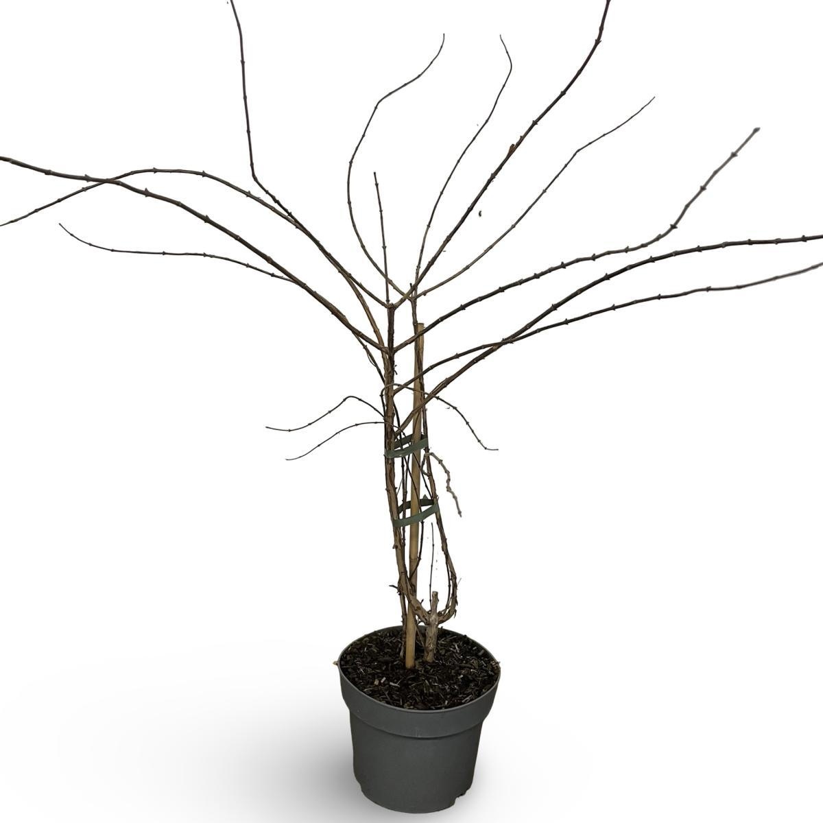 Kolkwitzia amabilis 'Pink Cloud', D 21