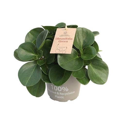 PEPEROMIA OBTUSIFOLIA 'GREEN', D 14