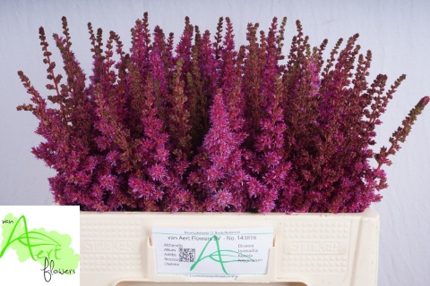 Астильба Мэгги Дейли 55, шт.