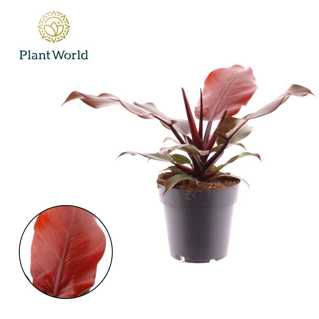 Philodendron Cherry Red, D 14
