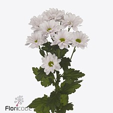 Хризантема куст. Кеннеди Рози 70 (светло-роз.), шт.