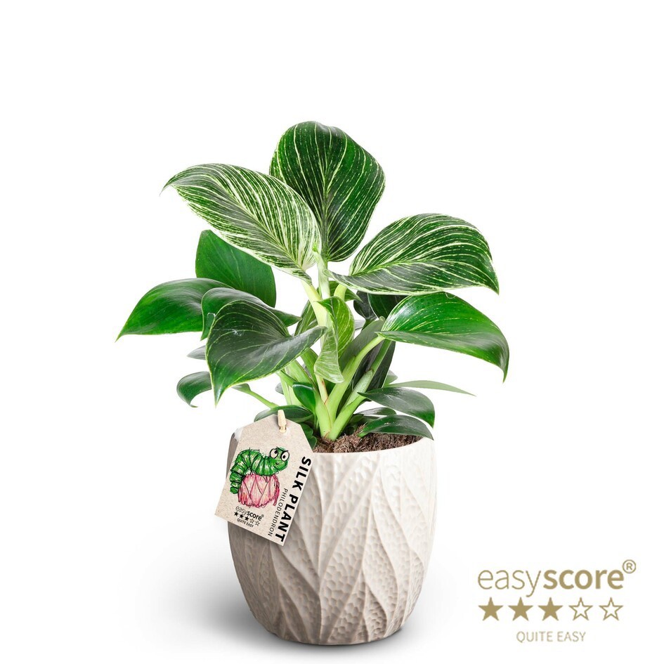 Leaf Sand, Philodendron ´White measure´, D 12