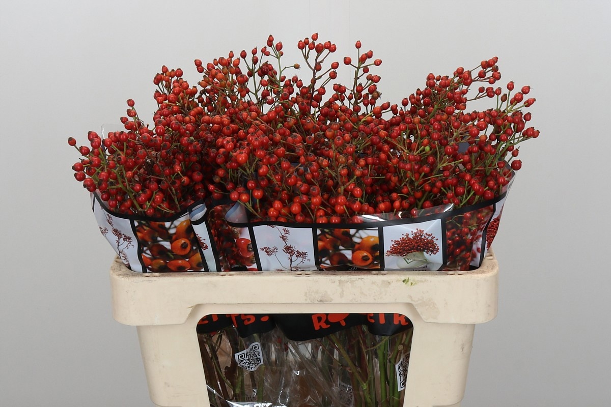 Рузботель Роузфрут Элит 55, шт.