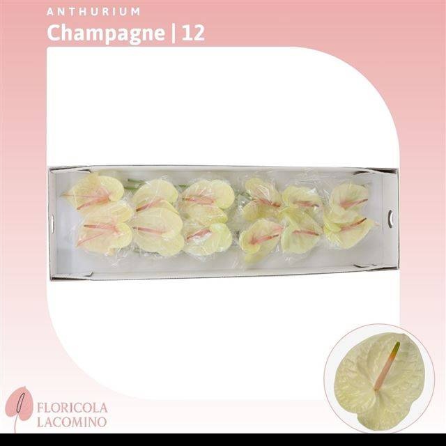 Антуриум Шампань, шт.