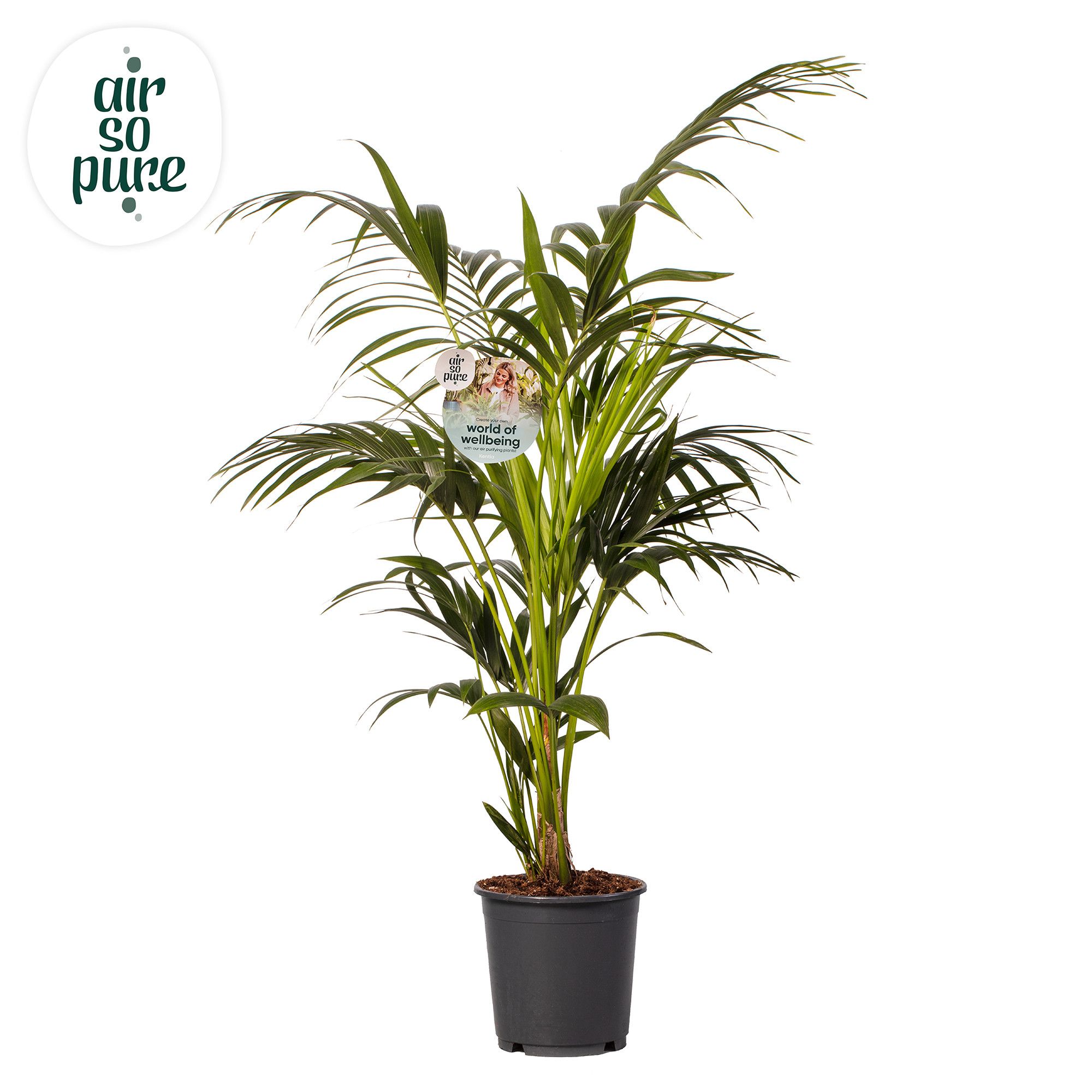 KENTIA - P24 H140 - 6PP - Air So Pure (howea forsteriana), D 24