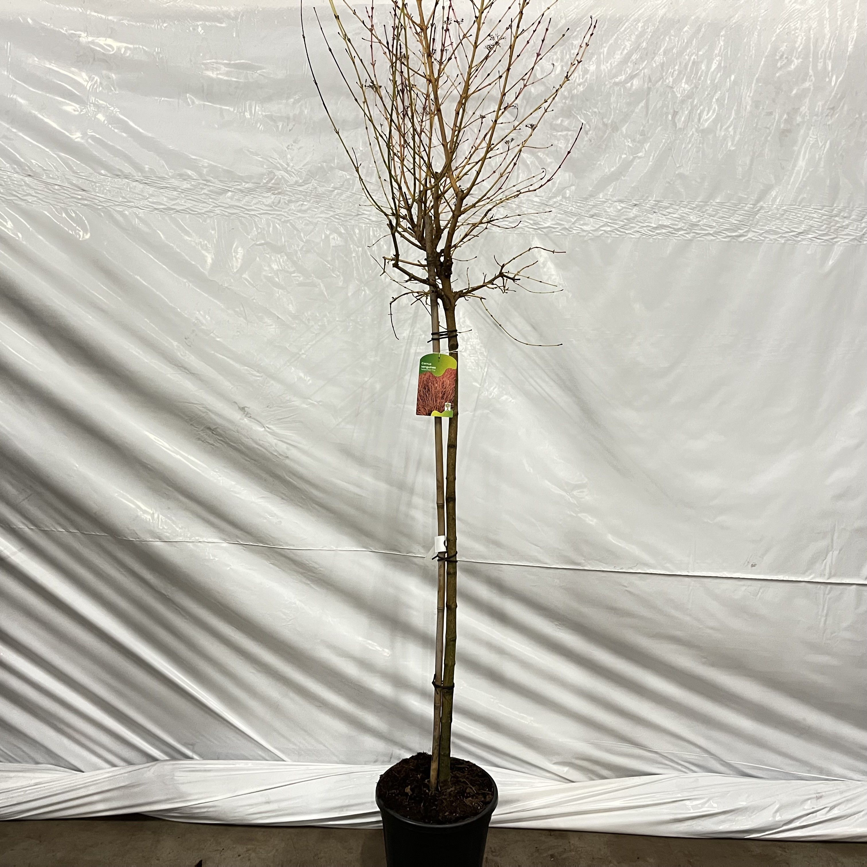 Cornus sanguinea 'Midwinter Fire' -- stam 120 cm, D 32