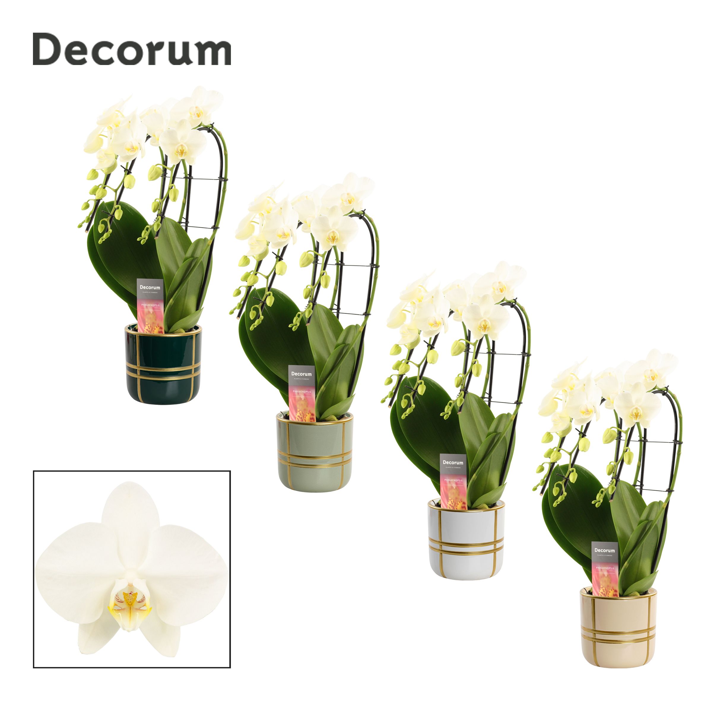 Phalaenopsis triple cascade wit in Lauri (Top blend-collection), D 12 cm