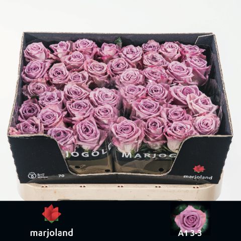 Роза од. Наели! 70, шт.