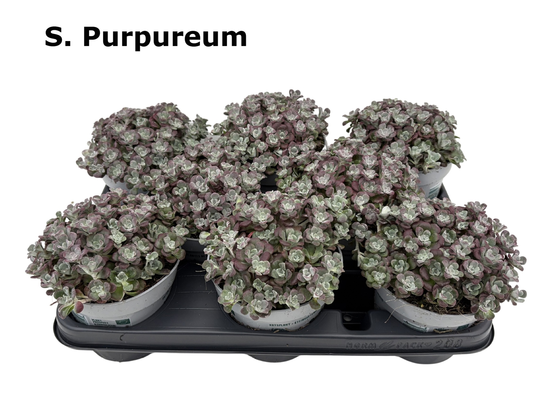 Sedum 12 cm purpureum, D 12 cm