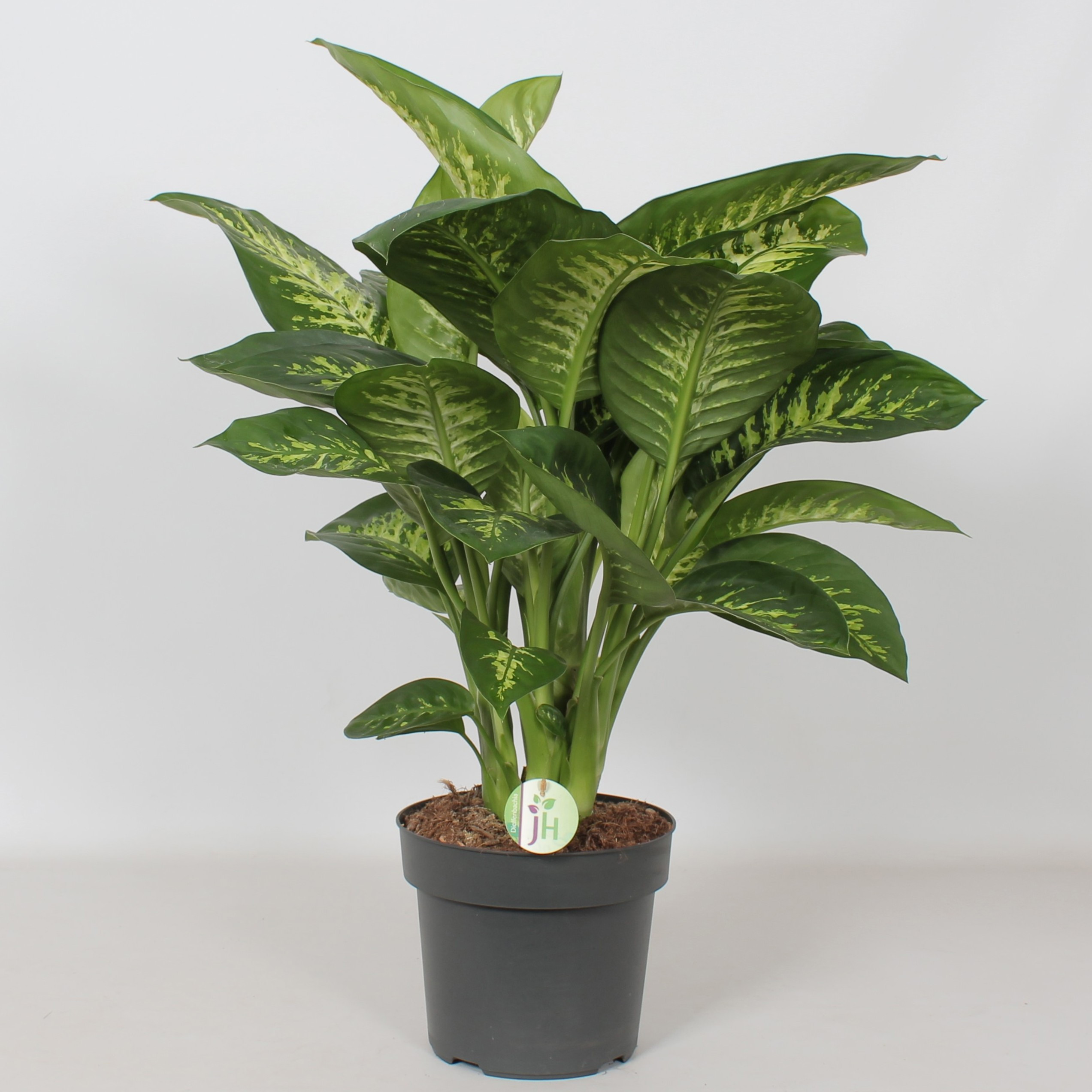Dieffenbachia 'Reeva', D 24