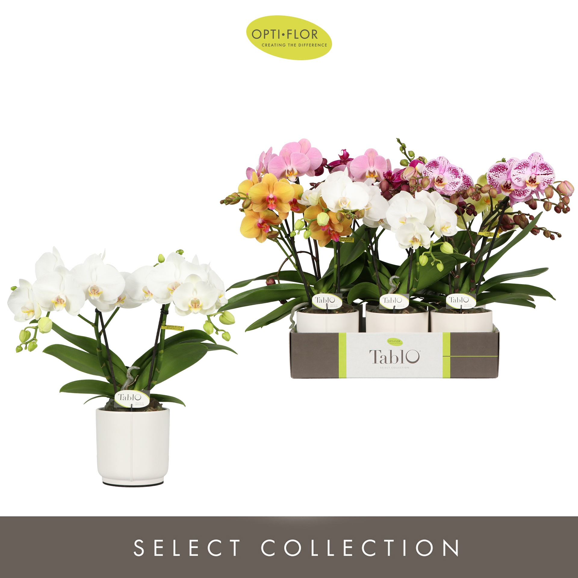 Tablo Mix 2 spike in Lazio White, D 12 cm