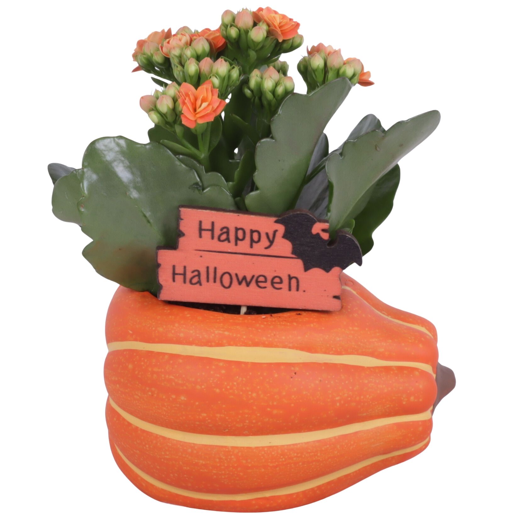 Halloween Arr. Indoor Ceramic Pumpkin Pot Ø12cm 1PP, D 12 cm Halloween Arr. Indoor Ceramic Pumpkin Pot Ø12cm 1PP, D 12 cm